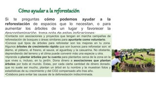 Si te preguntas cómo podemos ayudar a la
reforestación de espacios que lo necesitan, o para
aumentar los árboles de un lugar y favorecer la
descontaminación, toma nota de estas indicaciones:
•Contacta con asociaciones y proyectos que tengan en marcha campañas de
reforestación de bosques o áreas similares para apuntarte como voluntario.
•Conoce qué tipos de árboles para reforestar son los mejores en tu zona.
Algunos árboles de crecimiento rápido que son buenos para reforestar son: el
álamo, el plátano, el fresno, el sauce, el aguaribay y la casuarina. No obstante,
deprendiendo del terreno y el clima puede convenir más una especie u otra.
•Aprende a plantar árboles por tu cuenta para plantarlos cerca de la zona en la
que vives o, incluso, en tu jardín. Dona dinero a asociaciones que plantan
árboles por todo el mundo. Estas, por cada cierta cantidad de dinero donado,
que no suele ser mucho, plantan un árbol en tu nombre y te muestran fotos y
estadísticas de su crecimiento y del CO2 compensado año tras año.
•Colabora para evitar las causas de la deforestación indiscriminada.
 