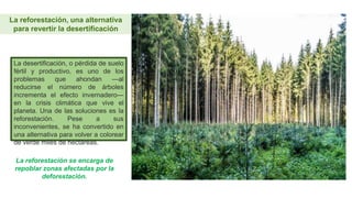 La reforestación, una alternativa
para revertir la desertificación
La desertificación, o pérdida de suelo
fértil y productivo, es uno de los
problemas que ahondan —al
reducirse el número de árboles
incrementa el efecto invernadero—
en la crisis climática que vive el
planeta. Una de las soluciones es la
reforestación. Pese a sus
inconvenientes, se ha convertido en
una alternativa para volver a colorear
de verde miles de hectáreas.
La reforestación se encarga de
repoblar zonas afectadas por la
deforestación.
 