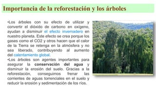 •Los árboles con su efecto de utilizar y
convertir el dióxido de carbono en oxígeno,
ayudan a disminuir el efecto invernadero en
nuestro planeta. Este efecto se crea porque los
gases como el CO2 y otros hacen que el calor
de la Tierra se retenga en la atmósfera y no
sea liberado, contribuyendo al aumento
del calentamiento global.
•Los árboles son agentes importantes para
asegurar la conservación del agua y
disminuir la erosión del suelo. Gracias a la
reforestación, conseguimos frenar las
corrientes de aguas torrenciales en el suelo y
reducir la erosión y sedimentación de los ríos.
Importancia de la reforestación y los árboles
 