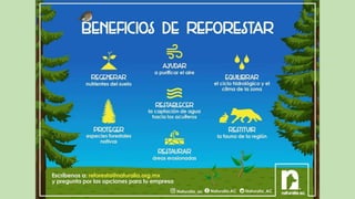 Reforestacion.pptx