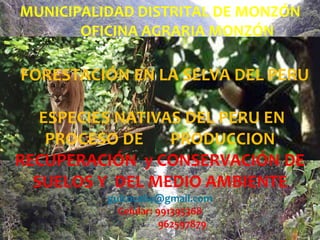 MUNICIPALIDAD DISTRITAL DE MONZÓN
OFICINA AGRARIA MONZÓN
FORESTACIÓN EN LA SELVA DEL PERU
ESPECIES NATIVAS DEL PERU EN
PROCESO DE PRODUCCION
RECUPERACIÓN y CONSERVACIÓN DE
SUELOS Y DEL MEDIO AMBIENTE
guicoca64@gmail.com
Celular: 991395368
962597879
 