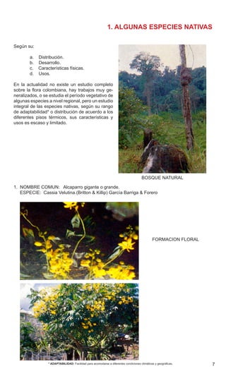 1. ALGUNAS ESPECIES NATIVAS
Según su:
a.    Distribución.
b.    Desarrollo.
c.    Características físicas.
d.    Usos.
En la actualidad no existe un estudio completo
sobre la flora colombiana, hay trabajos muy generalizados, o se estudia el período vegetativo de
algunas especies a nivel regional, pero un estudio
integral de las especies nativas, según su rango
de adaptabilidad* o distribución de acuerdo a los
diferentes pisos térmicos, sus características y
usos es escaso y limitado.

BOSQUE NATURAL
1.  NOMBRE COMUN:   Alcaparro gigante o grande.
     ESPECIE:  Cassia Velutina.(Britton & Killip) García Barriga & Forero

FORMACION FLORAL

* ADAPTABILIDAD: Facilidad para acomodarse a diferentes condiciones climáticas y geográficas.

7

 