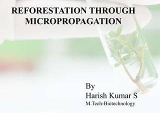 REFORESTATION THROUGH
MICROPROPAGATION
By
Harish Kumar S
M.Tech-Biotechnology
 