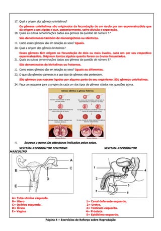 17. Qual a origem dos gêmeos univitelinos?
      Os gêmeos univitelinos são originados da fecundação de um óvulo por um espermatozóide que
      dá origem a um zigoto e que, posteriormente, sofre divisão e separação.
  18. Quais as outras denominações dadas aos gêmeos da questão de número 5?
        São denominados também de monozigóticos ou idênticos.
  19. Como esses gêmeos são em relação ao sexo? Iguais.
  20. Qual a origem dos gêmeos bivitelinos?
      Esses gêmeos têm origem na fecundação de dois ou mais óvulos, cada um por seu respectivo
      espermatozóide. Originam tantos zigotos quanto forem os óvulos fecundados.
  21. Quais as outras denominações dadas aos gêmeos da questão de número 8?
        São denominados de bivitelinos ou fraternos.
  22. Como esses gêmeos são em relação ao sexo? Iguais ou diferentes.
  23. O que são gêmeos siameses e a que tipo de gêmeos eles pertencem.
        São gêmeos que nascem ligados por alguma parte de seu organismo. São gêmeos univitelinos.
  24. Faça um esquema para a origem de cada um dos tipos de gêmeos citados nas questões acima.




  VI.      Escreva o nome das estruturas indicadas pelas setas.
     SISTEMA REPRODUTOR FEMININO                                         SISTEMA REPRODUTOR
MASCULINO




 A= Tuba uterina esquerda.
 B= Útero                                                 1= Canal deferente esquerdo.
 C= Ovários esquerdo.                                     2= Uretra.
 D= Óvulo                                                 3= Testículo esquerdo.
 E= Vagina                                                4= Próstata.
                                                          5= Epidídimo esquerdo.
                          Página 4 – Exercícios de Reforço sobre Reprodução
 