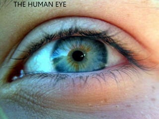 THE HUMAN EYE
 