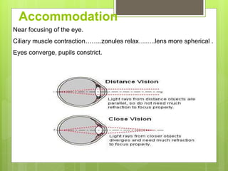Accommodation
Near focusing of the eye.
Ciliary muscle contraction……..zonules relax……..lens more spherical .
Eyes converge, pupils constrict.
 