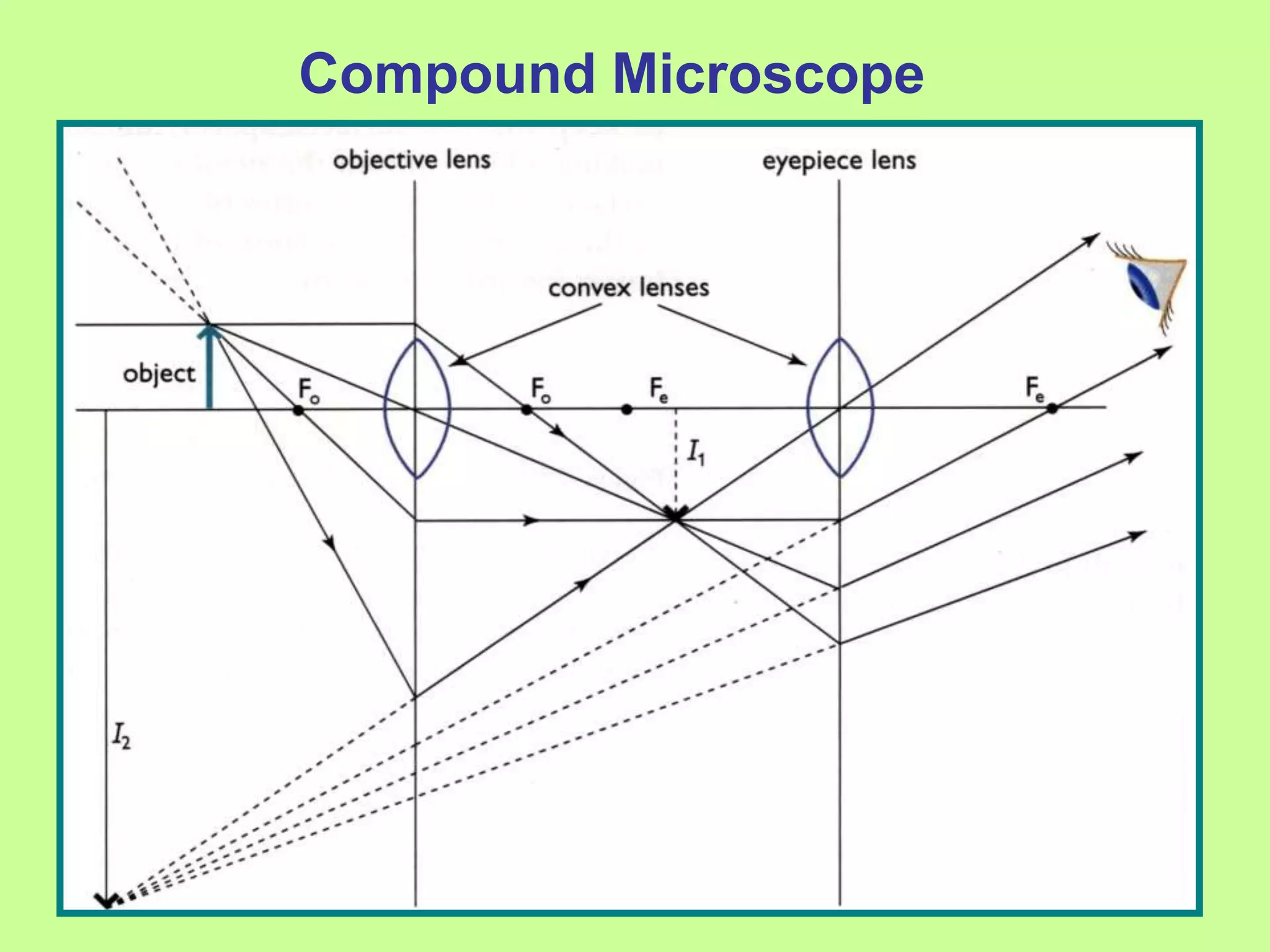 Compound Microscope
 
