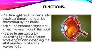 FUNCTIONS-
• Capture light and convert it into
electrical signals that can be
interpreted by the brain.
• Adjust the amount of light that
enters the eye through the pupil
• Help us to see colour by
separating light into different
wavelengths and detecting the
relative intensity of each
wavelength.
 