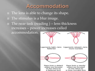  The lens is able to change its shape.
 The stimulus is a blur image.
 The near task (reading ) – lens thickness
increases – power increases called
accommodation.
 