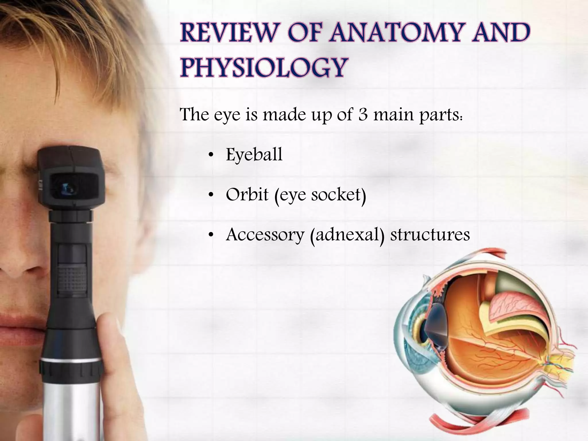 The eye is made up of 3 main parts:
• Eyeball
• Orbit (eye socket)
• Accessory (adnexal) structures
 