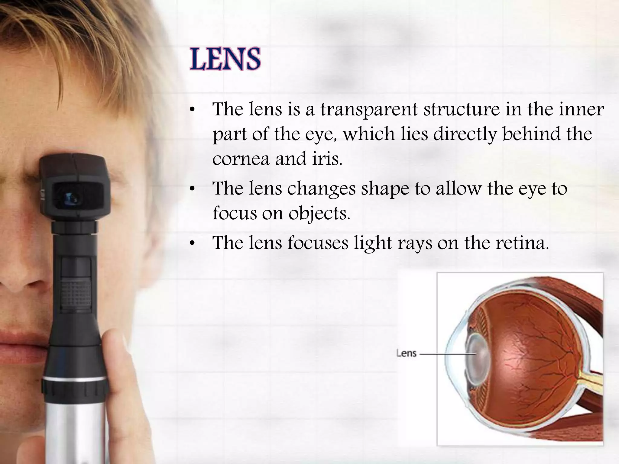 • The lens is a transparent structure in the inner
part of the eye, which lies directly behind the
cornea and iris.
• The lens changes shape to allow the eye to
focus on objects.
• The lens focuses light rays on the retina.
 