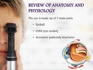The eye is made up of 3 main parts:
• Eyeball
• Orbit (eye socket)
• Accessory (adnexal) structures
 