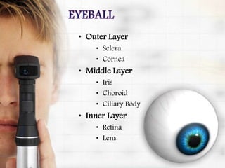 • Outer Layer
• Sclera
• Cornea
• Middle Layer
• Iris
• Choroid
• Ciliary Body
• Inner Layer
• Retina
• Lens
 
