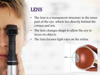 • The lens is a transparent structure in the inner
part of the eye, which lies directly behind the
cornea and iris.
• The lens changes shape to allow the eye to
focus on objects.
• The lens focuses light rays on the retina.
 