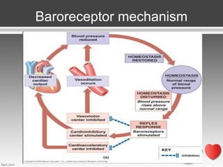 Baroreceptor mechanism

 