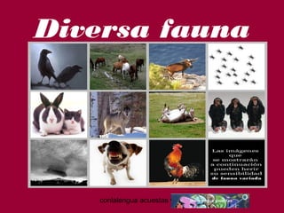 Diversa fauna 
conlalengua acuestas wordpress.com 
 