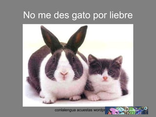 No me des gato por liebre 
conlalengua acuestas wordpress.com 
 