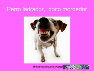 Perro ladrador, poco mordedor 
conlalengua acuestas wordpress.com 
 