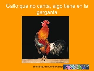 Gallo que no canta, algo tiene en la 
garganta 
conlalengua acuestas wordpress.com 
 