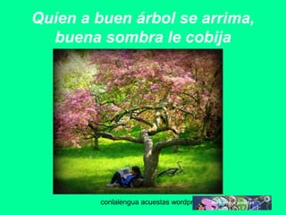 Quien a buen árbol se arrima, 
buena sombra le cobija 
conlalengua acuestas wordpress.com 
 