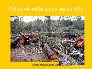 Del árbol caído todos hacen leña 
conlalengua acuestas wordpress.com 
 