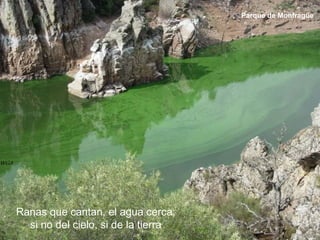 Ranas que cantan, el agua cerca;
si no del cielo, si de la tierra
Parque de Monfragüe
 