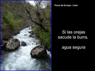 Si las orejas
sacude la burra,
agua segura
Picos de Europa - León
 
