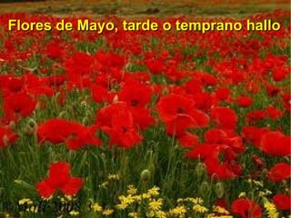 Flores de Mayo, tarde o temprano hallo