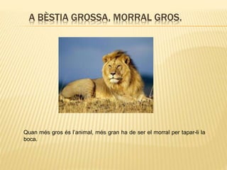 A BÈSTIA GROSSA, MORRAL GROS.
Quan més gros és l’animal, més gran ha de ser el morral per tapar-li la
boca.
 