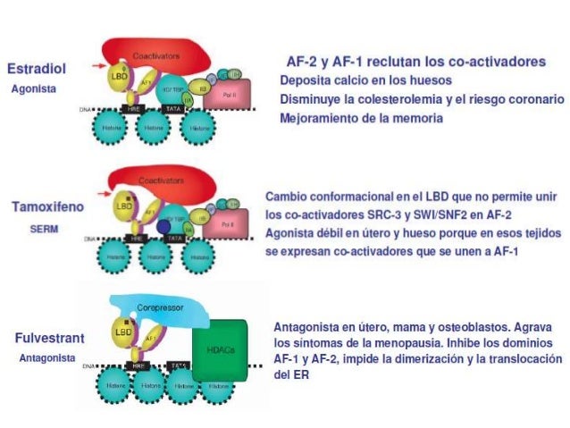 Cancer de mama Cancer de mama