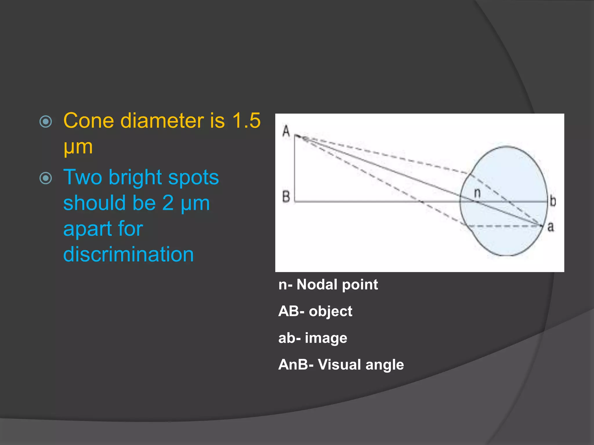  Cone diameter is 1.5
μm
 Two bright spots
should be 2 μm
apart for
discrimination
n- Nodal point
AB- object
ab- image
AnB- Visual angle
 