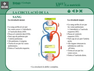 Biologia i Geologia 3r ESO LA CIRCULACIÓ DE LA SANG UNITAT   La nutrició pulmons CIRCULACIÓ MENOR CIRCULACIÓ MAJOR òrgans del cos •  La sang arriba al cor per    les venes caves i s’introdueix    a l’aurícula dreta (AD)  • Passa al ventricle dret (VD).  • Surt cap als pulmons per   l’artèria pulmonar. • Als pulmons s’oxigena. • Torna al cor per les venes   pulmonares. • Entra a l’aurícula esquerra. •  La sang arriba al cor per   les venes pulmonars   i s’introdueix a l’aurícula   esquerra (AE). • Passa al ventricle    esquerre (VE). • Surt cap al cos per l’artèria    aorta. • Als òrgans intercanvia   substàncies amb les    cèl·lules. • Torna al cor per les   venes caves. • Entra a l’aurícula dreta. •  La circulació és doble i completa. La circulació menor . La circulació major . 