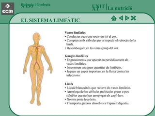Biologia i Geologia 3r ESO EL SISTEMA LIMFÀTIC UNITAT   Vasos limfàtics • Conductes cecs que recorren tot el cos. • Compten amb vàlvules per a impedir el retrocés de la    limfa. • Desemboquen en les venes prop del cor. Ganglis limfàtics • Engrossiments que apareixen periòdicament als    vasos limfàtics. • Incorporen una gran quantitat de limfòcits. • Juguen un paper important en la lluita contra les   infeccions. La nutrició Limfa • Líquid blanquinós que recorre els vasos limfàtics. • Arreplega de les cèl·lules molècules grans o poc   solubles que no han arreplegat els capil·lars. • Només porta leucòcits. • Transporta greixos absorbits a l’aparell digestiu. 
