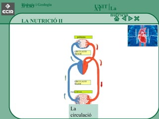 Biologia i Geologia 3r ESO LA NUTRICIÓ II La nutrició UNITAT   pulmons CIRCULACIÓ MENOR CIRCULACIÓ MAJOR òrgans del cos  La circulació 
