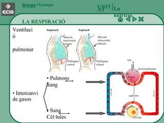 Biologia i Geologia 3r ESO LA RESPIRACIÓ La nutrició UNITAT   •  Intercanvi de gasos Diafragma relaxat Diafragma contret Músculs intercostals relaxats Músculs intercostals contrets Inspiració Espiració Ventilació  pulmonar aire alvèol pulmonar difusió CO 2 O 2 O 2 CO 2 difusió capil·lars Cèl·lula •  Pulmons  Sang •  Sang  Cèl·lules 