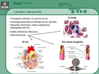 Biologia i Geologia 3r ESO L’APARELL CIRCULATORI La nutrició UNITAT   •  Està format per: El cor Els vasos sanguinis La sang •  Transporta nutrients i O 2  per tot el cos. •  Arreplega productes de deixalla de les cèl·lules. •  Reparteix hormones i altres substàncies    segregades pel cos. •  Defén enfront les infeccions. artèria aorta artèria pulmonar aurícula esquerra venes pulmonars vàlvula mitral ventricle esquerre vàlvules semilunars Vena cava inferior ventricle dret vàlvula tricúspide venes pulmonars aurícula dreta Vena cava superior Vàlvula Capa interna (íntima) Capa mitjana (muscular) Capa externa (adventícia) ARTÈRIA VENA CAPIL·LARS Teixit 