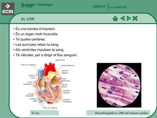 Biologia i Geologia 3r ESO EL COR La nutrició UNITAT   •  És una bomba d’impulsió. •  És un òrgan molt musculós. •  Té quatre cambres. •  Les aurícules reben la sang. •  Els ventricles impulsen la sang. •  Té vàlvules, per a dirigir el flux sanguini. Microfotografia (x 200) del múscul cardíac. El cor. artèria aorta artèria pulmonar aurícula esquerra venes pulmonars vàlvula mitral ventricle esquerre vàlvules semilunars Vena cava inferior ventricle dret vàlvula tricúspide venes pulmonars aurícula dreta Vena cava superior 
