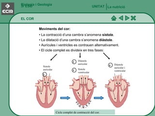 Biologia i Geologia 3r ESO EL COR La nutrició UNITAT   •  La contracció d’una cambra s’anomena  sístole . •  La dilatació d’una cambra s’anomena  diàstole . •  Aurícules i ventricles es contrauen alternativament. •  El cicle complet es divideix en tres fases: Cicle complet de contracció del cor. Moviments del cor: 1 2 3 4 Sístole auricular Sístole ventricular Diàstole auricular Diàstole auricular i ventricular 