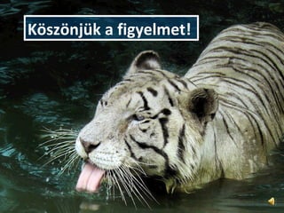 Köszönjük a figyelmet!  