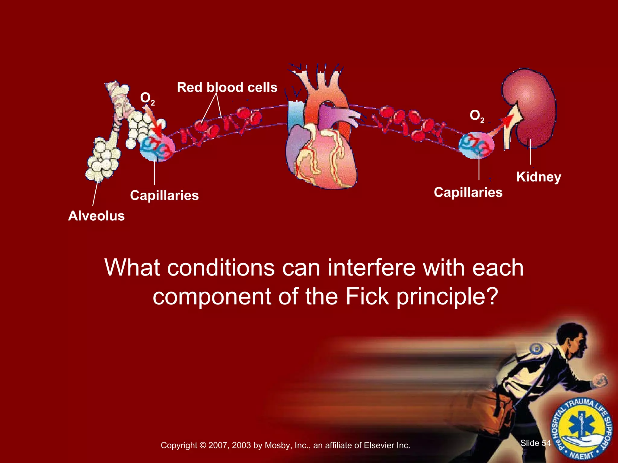   What conditions can interfere with each component of the Fick principle? Alveolus Capillaries Red blood cells Capillaries Kidney O 2 O 2 