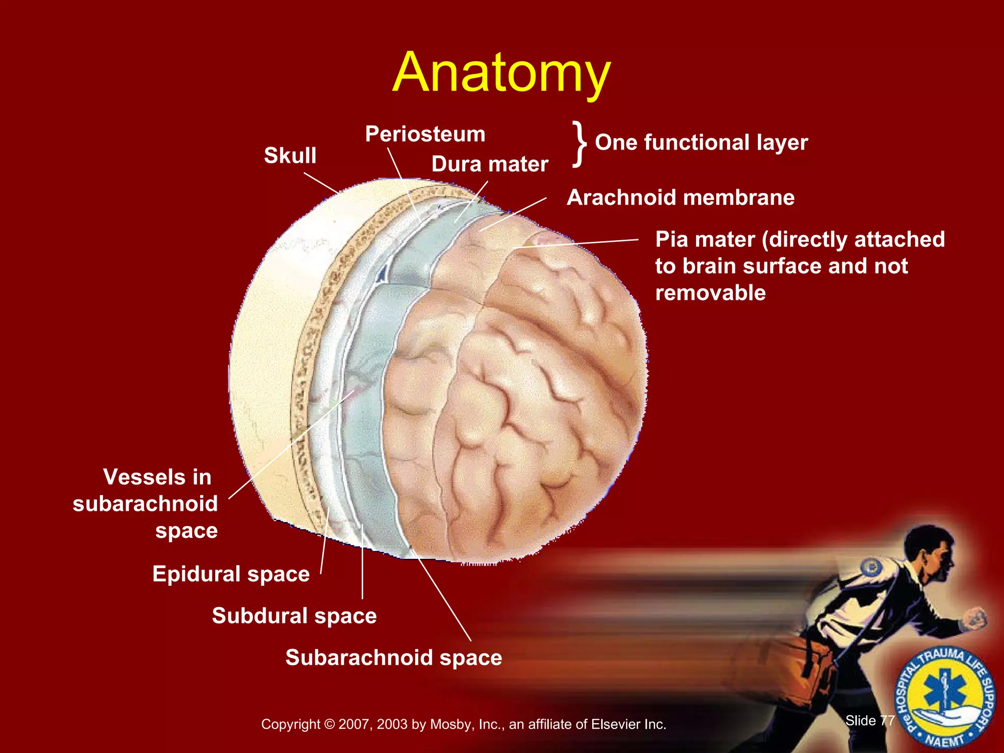 Anatomy Skull Periosteum Dura mater } One functional layer Arachnoid membrane Pia mater (directly attached to brain surface and not  removable Vessels in  subarachnoid space Epidural space Subdural space Subarachnoid space 