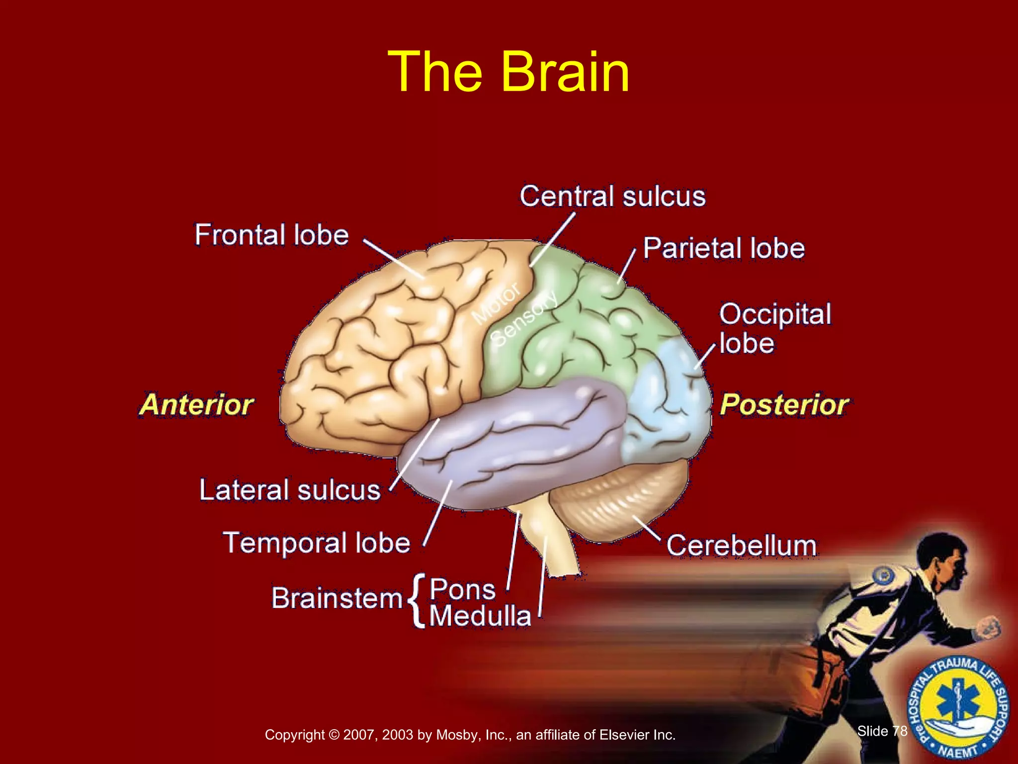 The Brain 