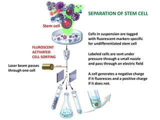 Stem Positive Rise stem cells | PPTX
