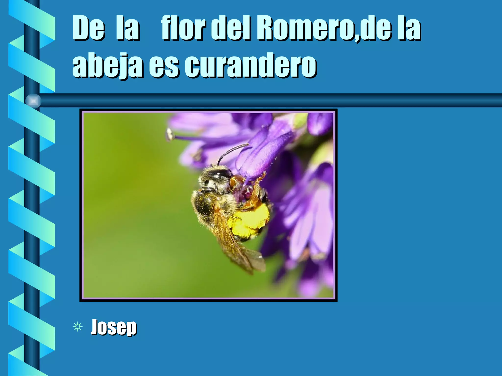 De la flor del Romero,de la abeja es curandero Josep