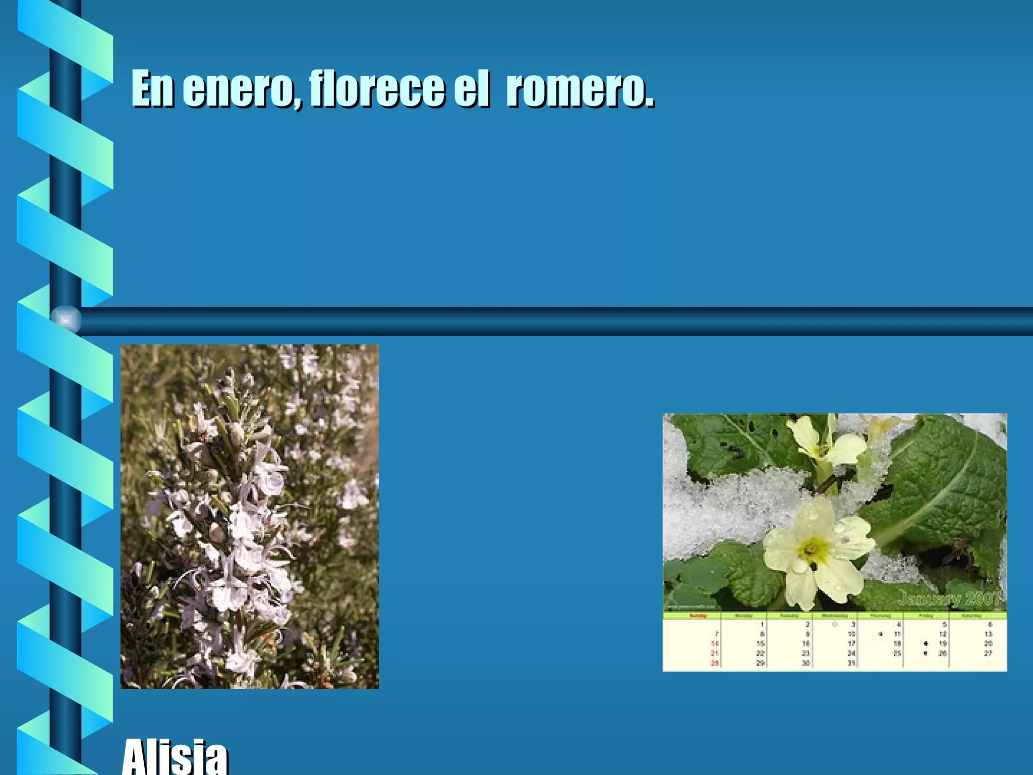 En enero, florece el romero. Alisia