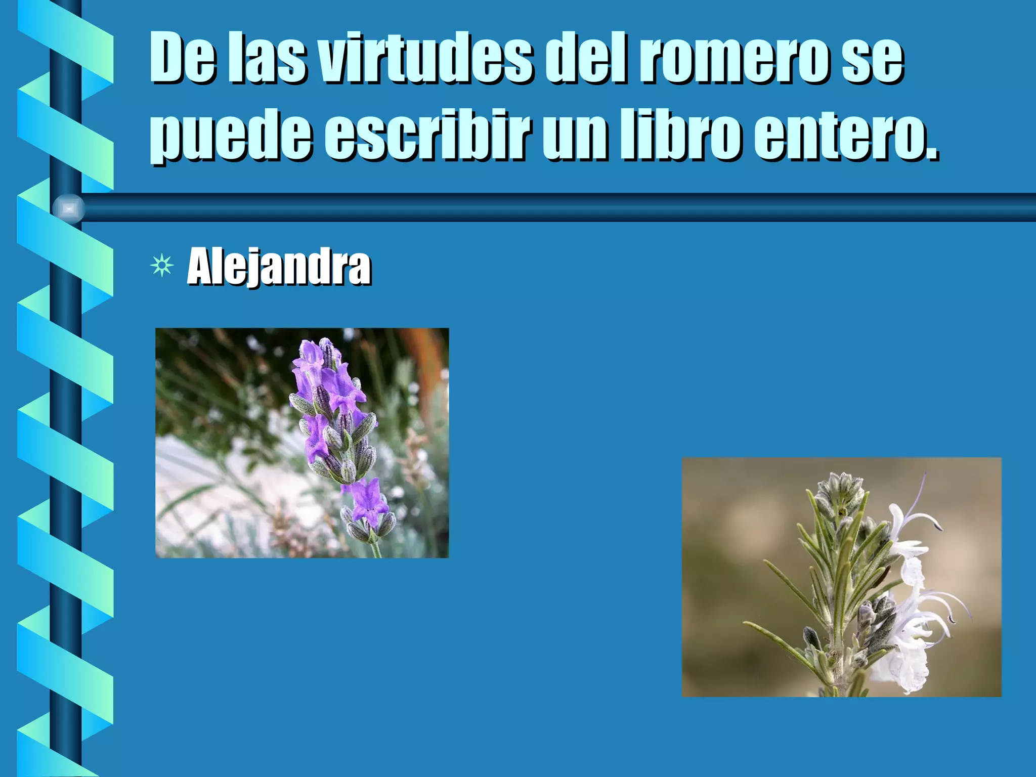 De las virtudes del romero se puede escribir un libro entero. Alejandra