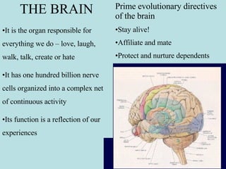 THE BRAIN It is the organ responsible for everything we do – love, laugh, walk, talk, create or hate It has one hundred billion nerve cells organized into a complex net of continuous activity Its function is a reflection of our experiences Prime evolutionary directives of the brain Stay alive! Affiliate and mate Protect and nurture dependents 