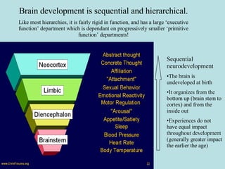 Brain development is sequential and hierarchical. Like most hierarchies, it is fairly rigid in function, and has a large ‘executive function’ department which is dependant on progressively smaller ‘primitive function’ departments! Sequential neurodevelopment The brain is undeveloped at birth It organizes from the bottom up (brain stem to cortex) and from the inside out Experiences do not have equal impact throughout development (generally greater impact the earlier the age) 