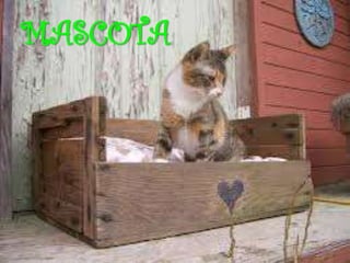 MASCOTA
 