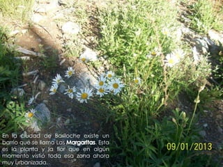 En la ciudad de Bariloche existe un
barrio que se llama Las . Esta
es la planta y la flor que en algún
momento vistió toda esa zona ahora
muy urbanizada.
 